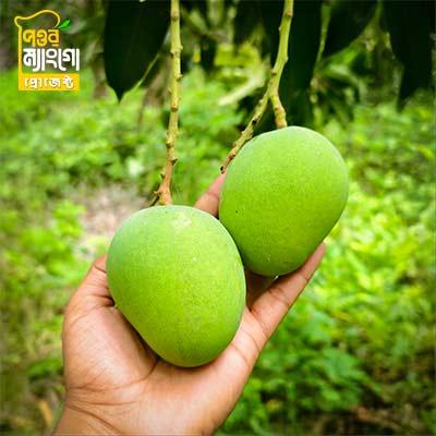 Premium Himsagar Mango (24kg) - Satkhira